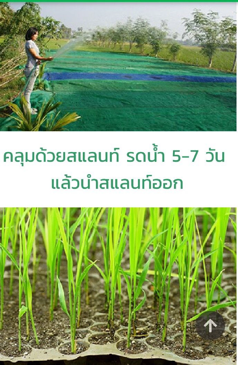 ไม่ใช่แค่ราคาคุย! บุกพิสูจน์ข้าวตันละ 6 แสน