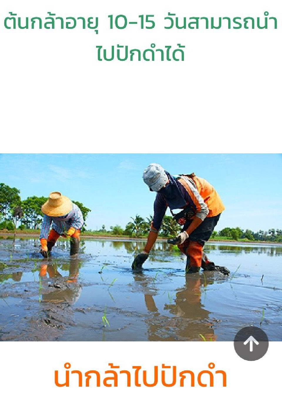 ไม่ใช่แค่ราคาคุย! บุกพิสูจน์ข้าวตันละ 6 แสน