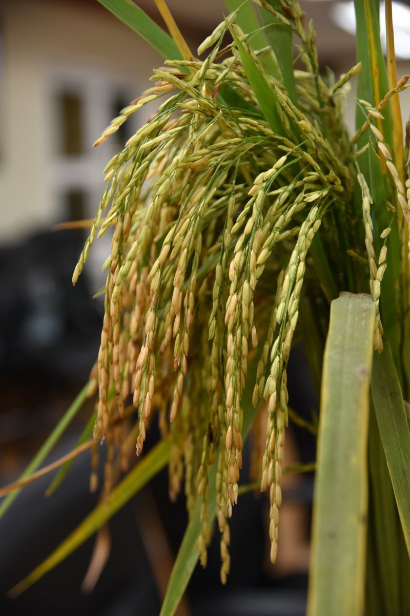 ชาวนาลพบุรีร้องยี้ ‘กข79’