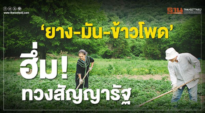 ‘ยาง-มัน-ข้าวโพด’ ฮึ่ม! ทวงสัญญารัฐ ‘ยาง-มัน-ข้าวโพด’ ฮึ่ม! ทวงสัญญารัฐ