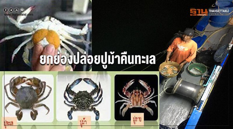 ยกย่องปล่อยปูม้าคืนทะเล ยกย่องปล่อยปูม้าคืนทะเล