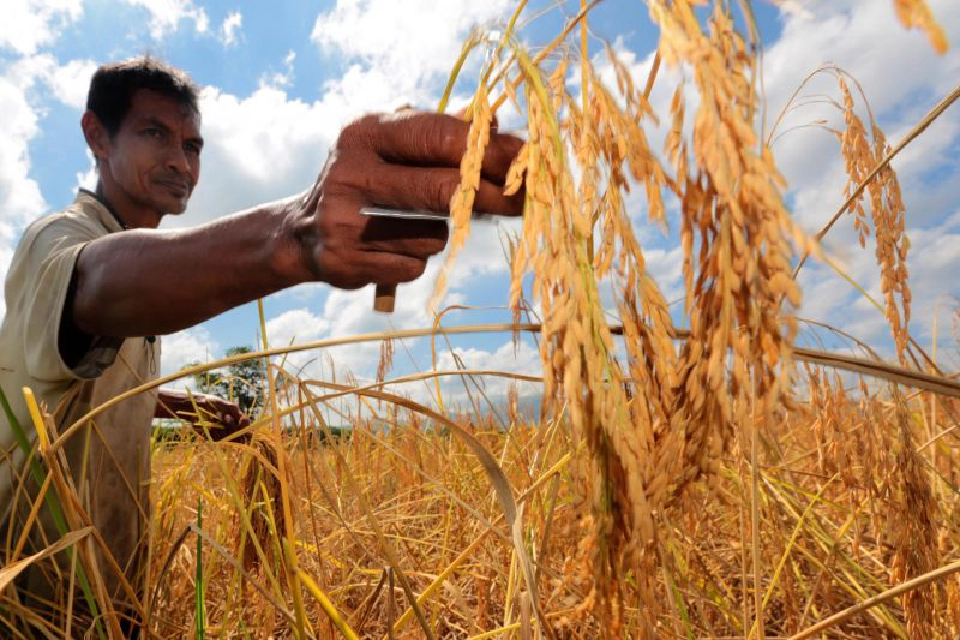 ผวาฟิลิปปินส์เก็บภาษีเซฟการ์ดข้าว 