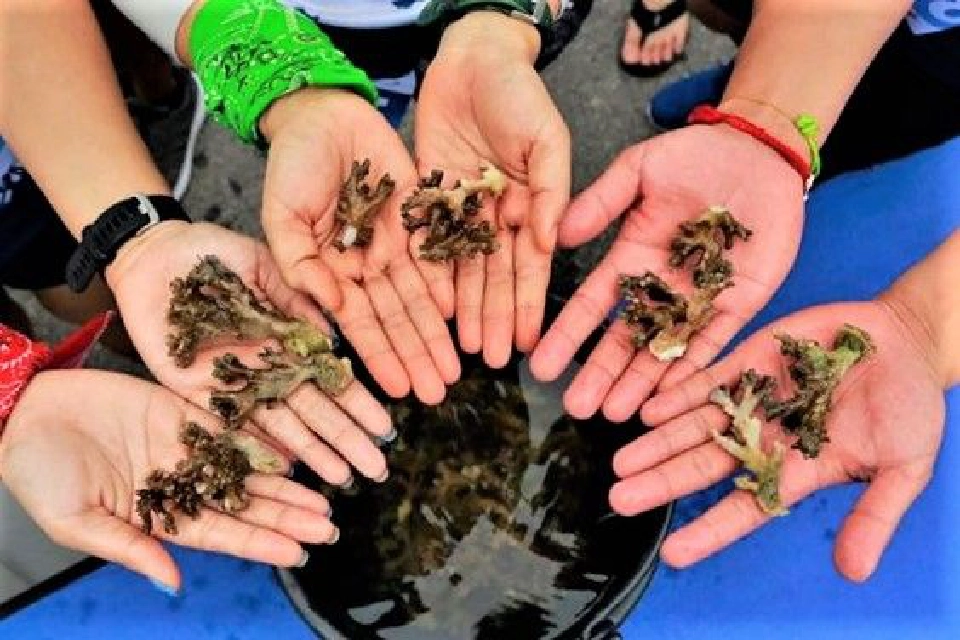 มิตซูบิชิ เอลเลเวเตอร์นำจิตอาสาวิ่งปลูกปะการัง