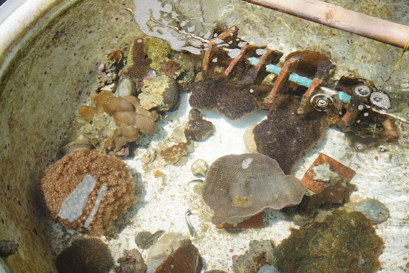 โคเซ่  'Save The Blue Project' อนุรักษ์ สิ่งแวดล้อมทางทะเล