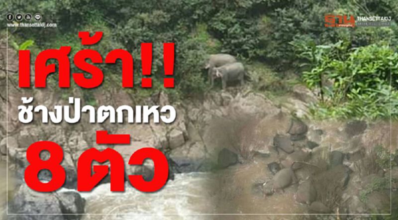 เศร้า!! ช้างป่าตกเหว 8 ตัว เศร้า!! ช้างป่าตกเหว 8 ตัว