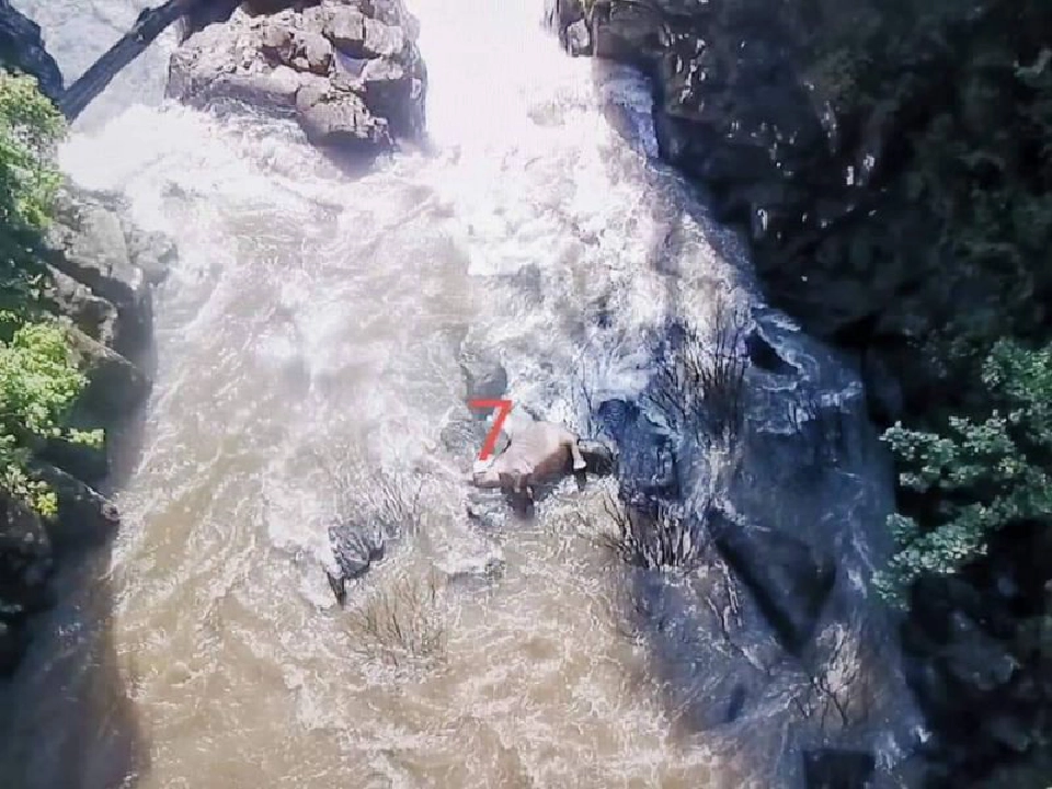 เศร้าอีก ช้างป่าตกเหวนรกตายเพิ่มเป็น 11 ตัว