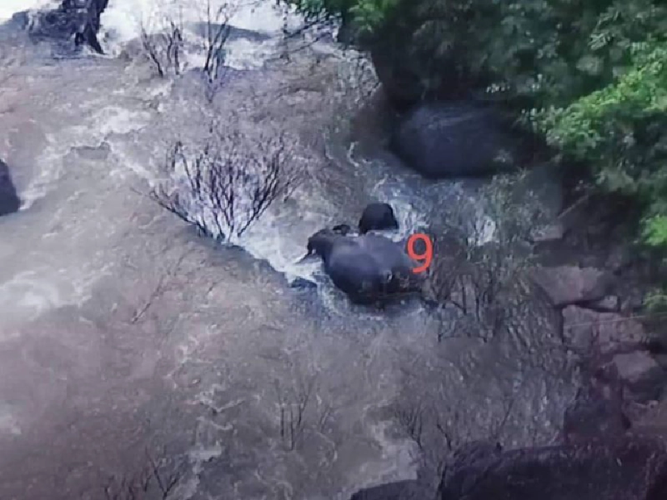 เศร้าอีก ช้างป่าตกเหวนรกตายเพิ่มเป็น 11 ตัว