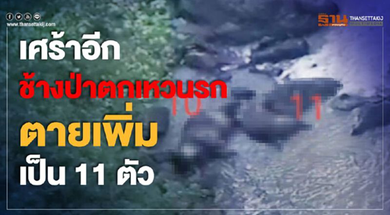 เศร้าอีก ช้างป่าตกเหวนรกตายเพิ่มเป็น 11 ตัว เศร้าอีก ช้างป่าตกเหวนรกตายเพิ่มเป็น 11 ตัว