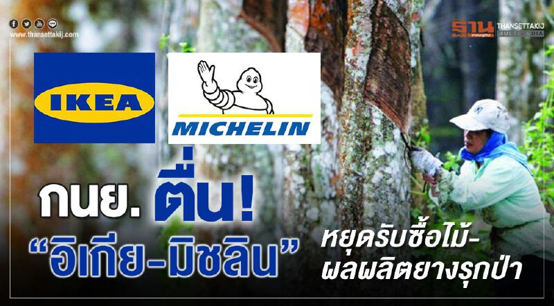 กนย.ตื่น! “อิเกีย-มิชลิน” หยุดรับซื้อไม้-ผลผลิตยางรุกป่า