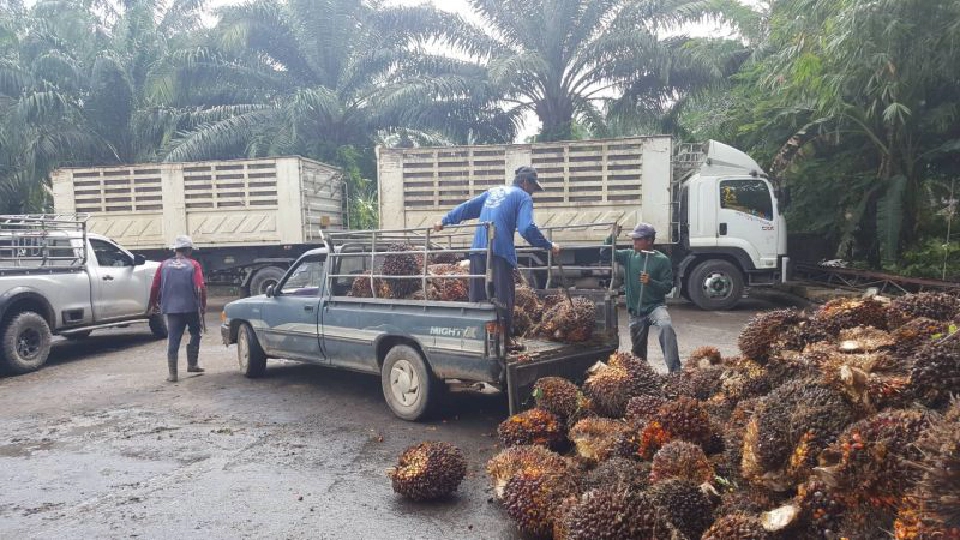 ชง3ทางเลือก  จ่ายหนี้เผาปาล์มปั่นไฟ