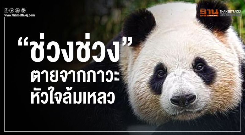 ผลชันสูตรหมีแพนด้า“ช่วง ช่วง”ตายจากภาวะหัวใจล้มเหลว