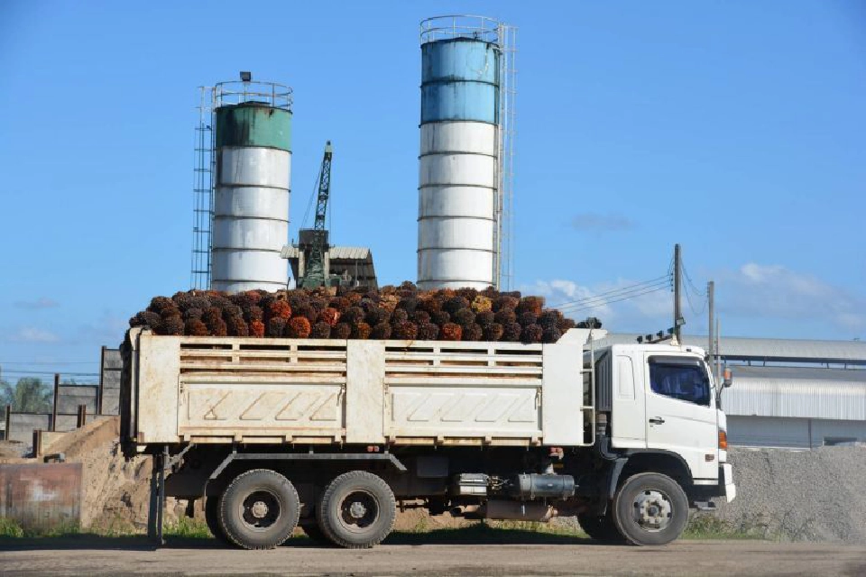 'เฮียหลี' ปัดมีเอี่ยวทุจริตปาล์มปั่นไฟ