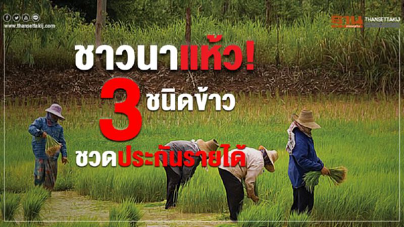 ชาวนาแห้ว! 3 ชนิดข้าวชวดประกันรายได้ ชาวนาแห้ว! 3 ชนิดข้าวชวดประกันรายได้