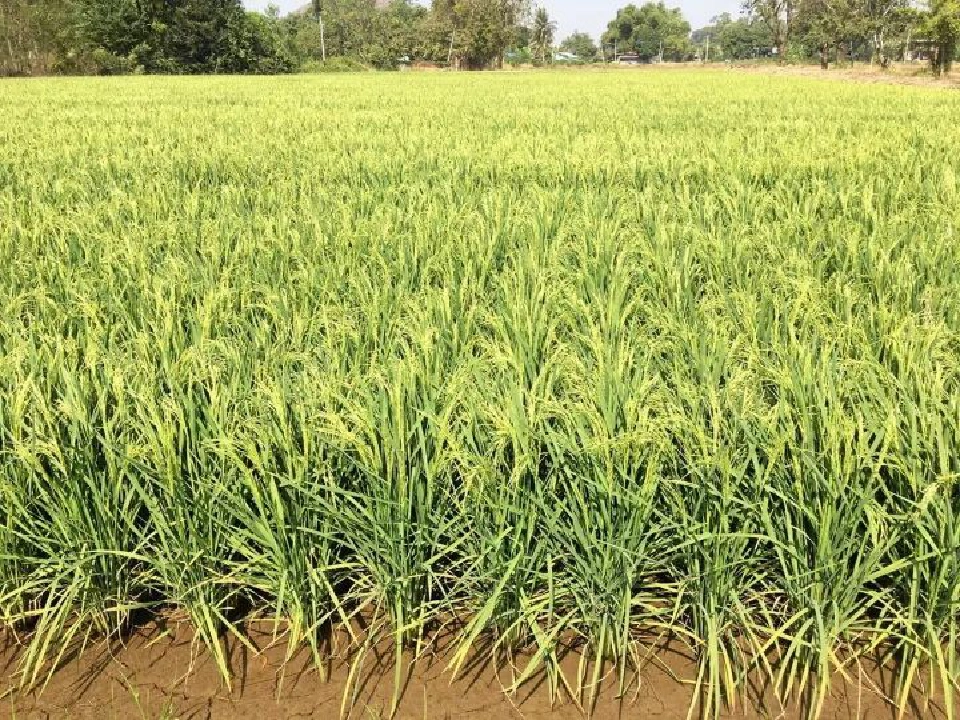 ส่องอนาคต “กข79” รุ่งหรือร่วง