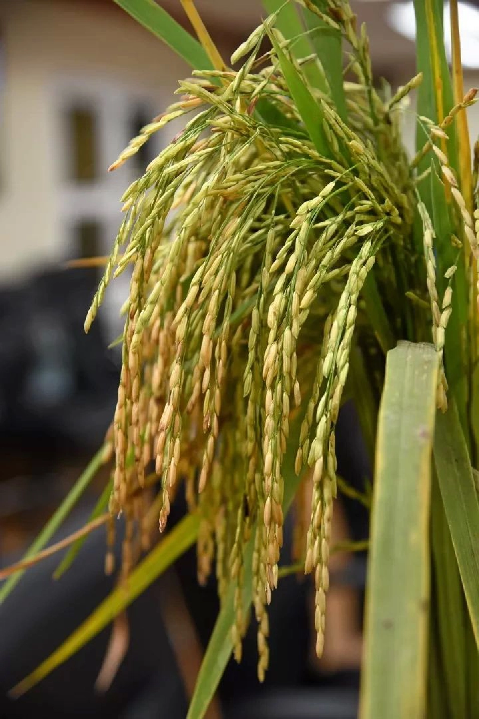 ส่องอนาคต “กข79” รุ่งหรือร่วง