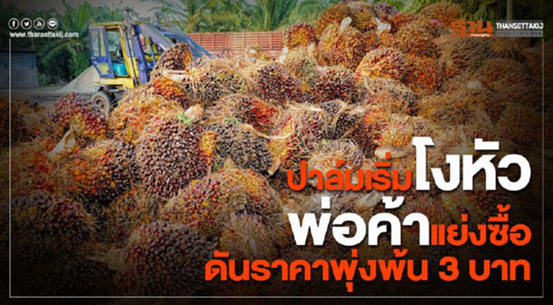 ปาล์มเริ่มโงหัวพ่อค้าแย่งซื้อดันราคาพุ่งพ้น 3 บาท ปาล์มเริ่มโงหัวพ่อค้าแย่งซื้อดันราคาพุ่งพ้น 3 บาท