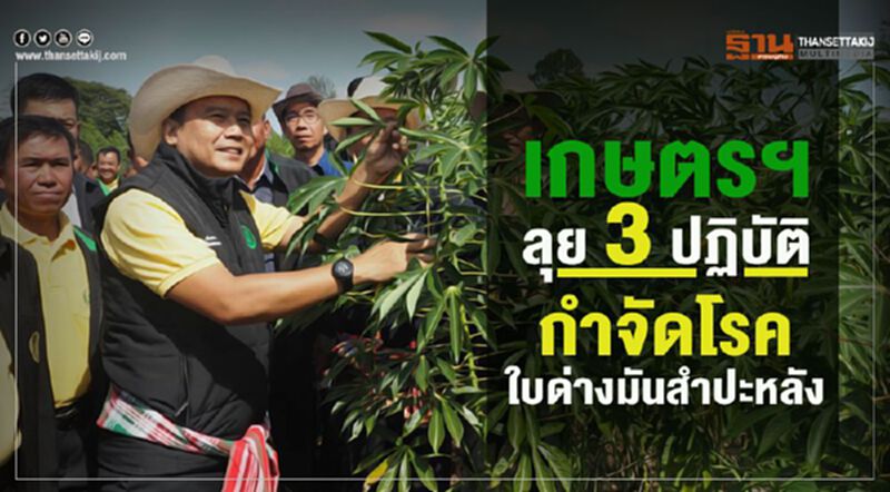 เกษตรฯ ลุย 3 ปฏิบัติกำจัดโรคใบด่างมันสำปะหลัง เกษตรฯ ลุย 3 ปฏิบัติกำจัดโรคใบด่างมันสำปะหลัง
