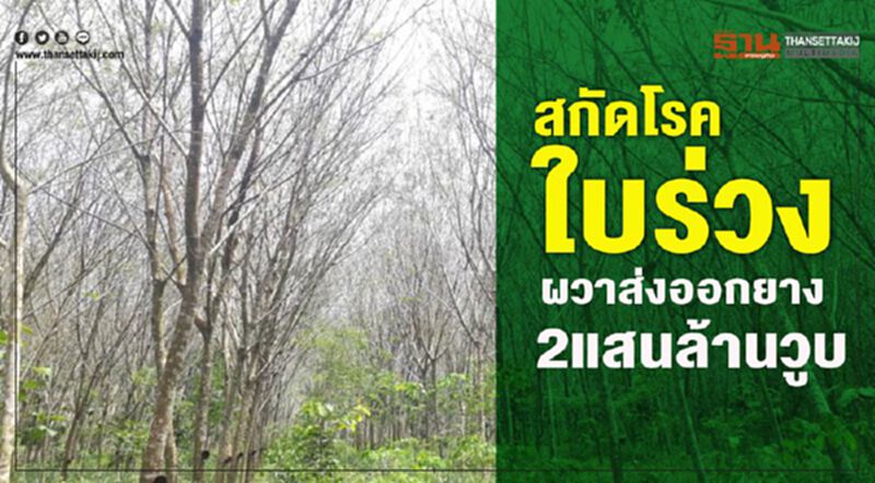สกัดโรคใบร่วง ผวาส่งออกยาง 2 แสนล้านวูบ สกัดโรคใบร่วง ผวาส่งออกยาง 2 แสนล้านวูบ