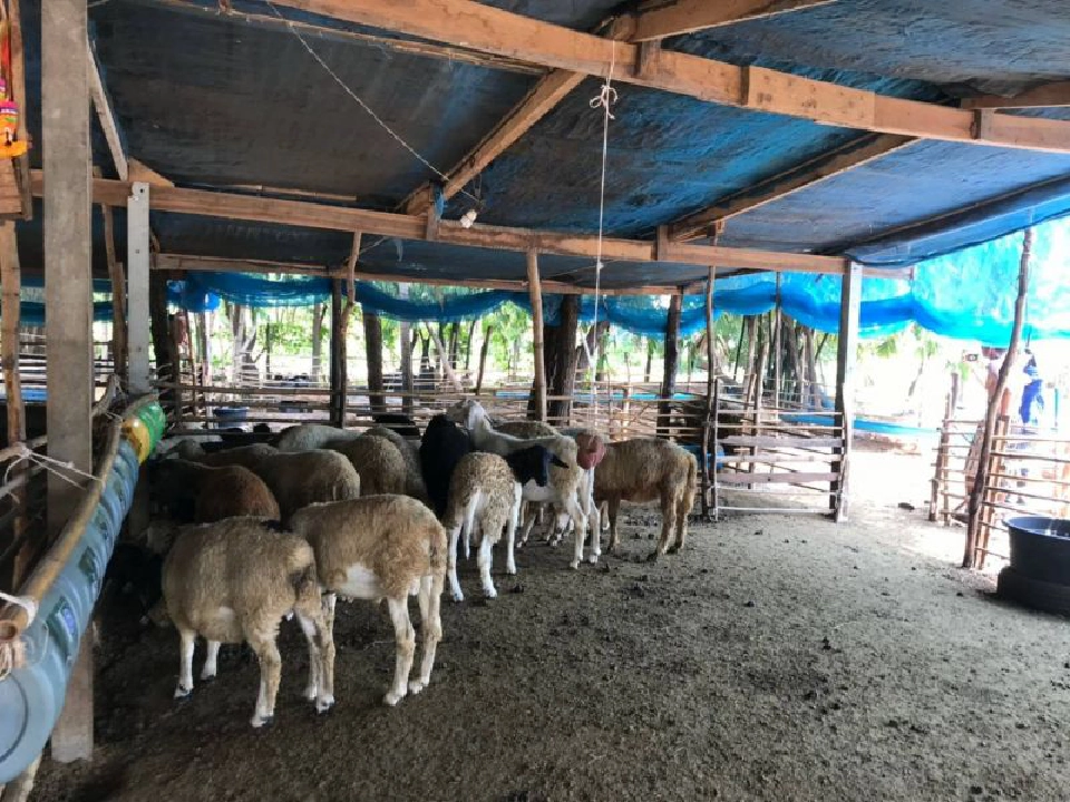 สศก.ชี้เลี้ยงแพะหนึ่งอาชีพเสริมกำไรดี มาเลย์ต้องการเพียบ