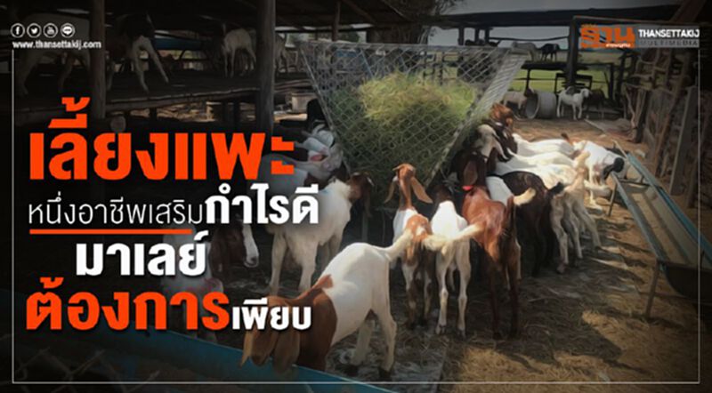 สศก.ชี้เลี้ยงแพะหนึ่งอาชีพเสริมกำไรดี มาเลย์ต้องการเพียบ สศก.ชี้เลี้ยงแพะหนึ่งอาชีพเสริมกำไรดี มาเลย์ต้องการเพียบ