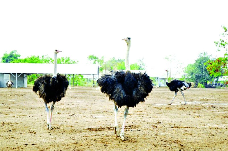 พิจิตร... เมืองของดีประเพณีโบราณ