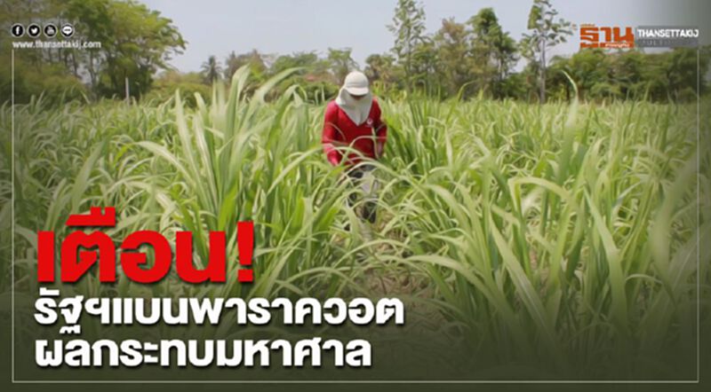 9 สมาคมใหญ่ชาวไร่อ้อย/TDRI เตือนรัฐฯแบนพาราควอตผลกระทบมหาศาล 9 สมาคมใหญ่ชาวไร่อ้อย/TDRI เตือนรัฐฯแบนพาราควอตผลกระทบมหาศาล