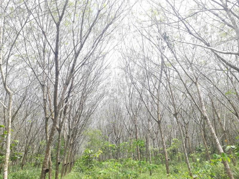 ผวา 'โรคใบร่วง' ลามหนักทุบผลผลิตยางร่วงซ้ำรอยอินโดฯ