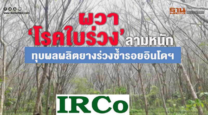 ผวา 'โรคใบร่วง' ลามหนักทุบผลผลิตยางร่วงซ้ำรอยอินโดฯ ผวา 'โรคใบร่วง' ลามหนักทุบผลผลิตยางร่วงซ้ำรอยอินโดฯ