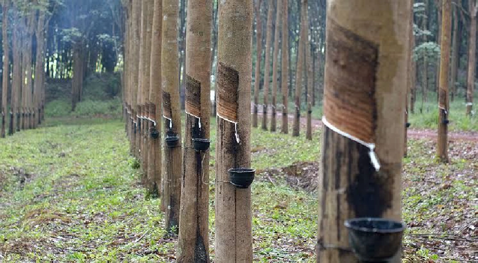 นักวิจัยเตือน “ยางพาราไทย” เจอวิกฤตซ้ำ ผวาจีนประกาศใช้ FSC