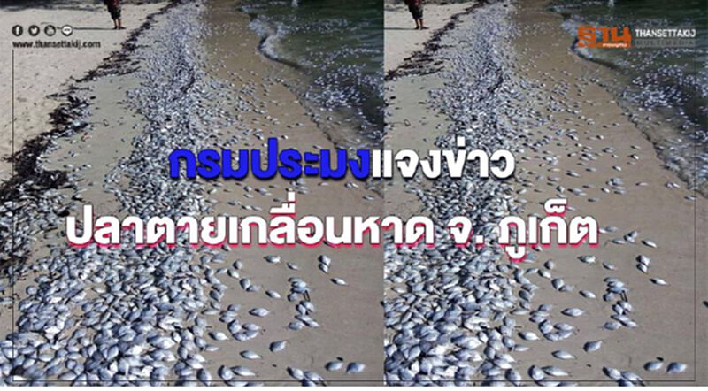 กรมประมงแจงข่าวปลาตายเกลื่อนหาด จ. ภูเก็ต กรมประมงแจงข่าวปลาตายเกลื่อนหาด จ. ภูเก็ต