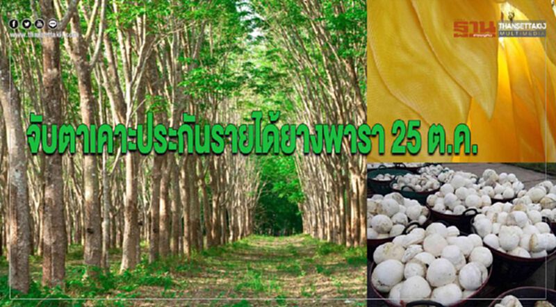 จับตาเคาะประกันรายได้ยางพารา 25 ต.ค. จับตาเคาะประกันรายได้ยางพารา 25 ต.ค.