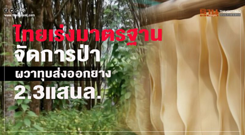 ไทยเร่งมาตรฐานจัดการป่า ผวาทุบส่งออกยาง 2.3 แสนล. ไทยเร่งมาตรฐานจัดการป่า ผวาทุบส่งออกยาง 2.3 แสนล.
