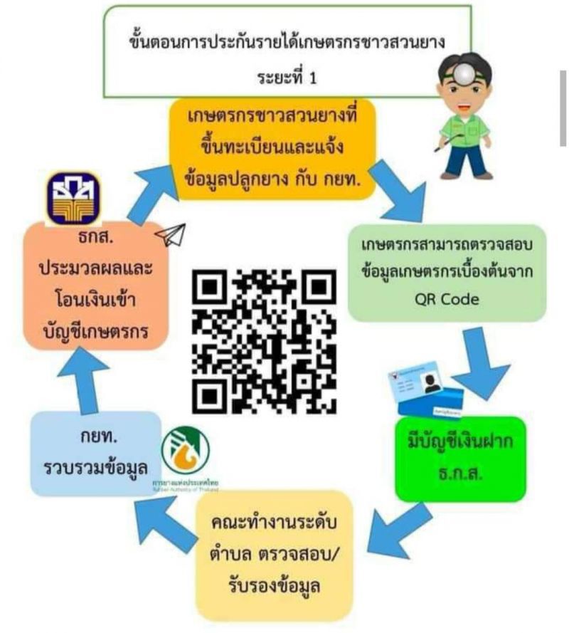 น้ำยางก้อนถ้วยเฮ! ชดเชยประกันรายได้เพิ่ม