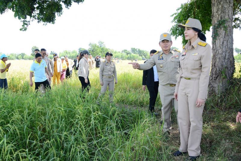 ลุยปราบโรคไหม้คอรวงข้าวคุมพื้นที่ระบาด