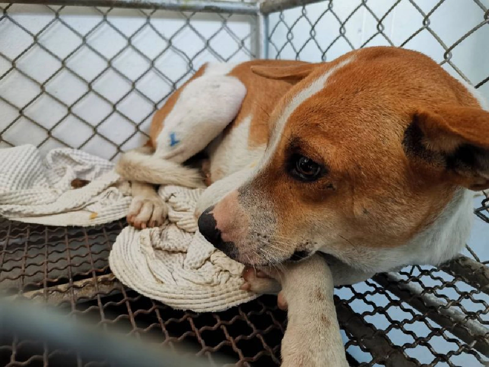 ปศุสัตว์เคลื่อนย้ายสุนัขจรจัดออกจากอิมแพค