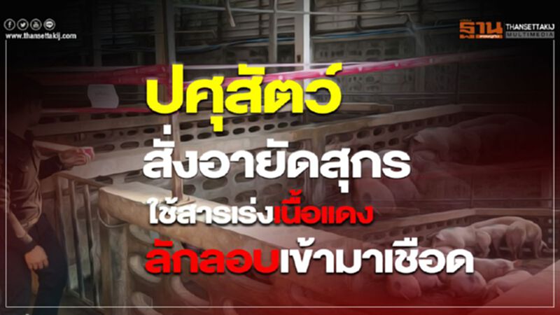 ปศุสัตว์สั่งอายัดสุกรใช้สารเร่งเนื้อแดงลักลอบเข้ามาเชือด ปศุสัตว์สั่งอายัดสุกรใช้สารเร่งเนื้อแดงลักลอบเข้ามาเชือด