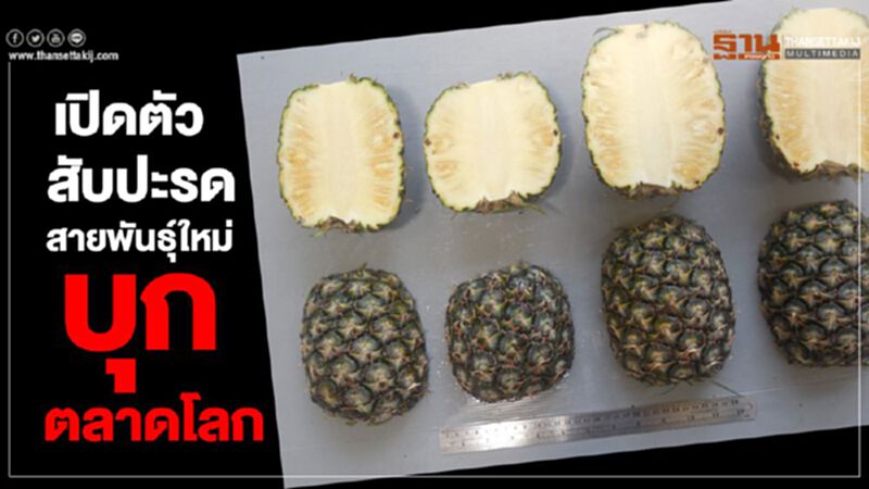 เปิดตัวสับปะรดสายพันธุ์ใหม่บุกตลาดโลก เปิดตัวสับปะรดสายพันธุ์ใหม่บุกตลาดโลก