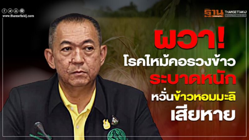 ผวา! โรคไหม้คอรวงข้าวระบาดหนักหวั่นข้าวหอมมะลิเสียหาย ผวา! โรคไหม้คอรวงข้าวระบาดหนักหวั่นข้าวหอมมะลิเสียหาย