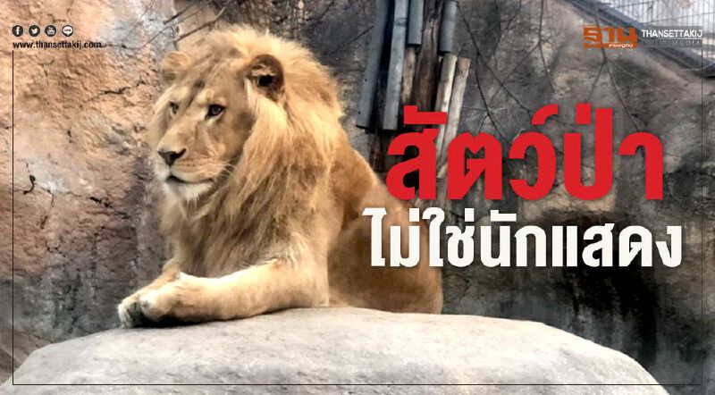 สัตว์ป่าไม่ใช่นักแสดง สัตว์ป่าไม่ใช่นักแสดง