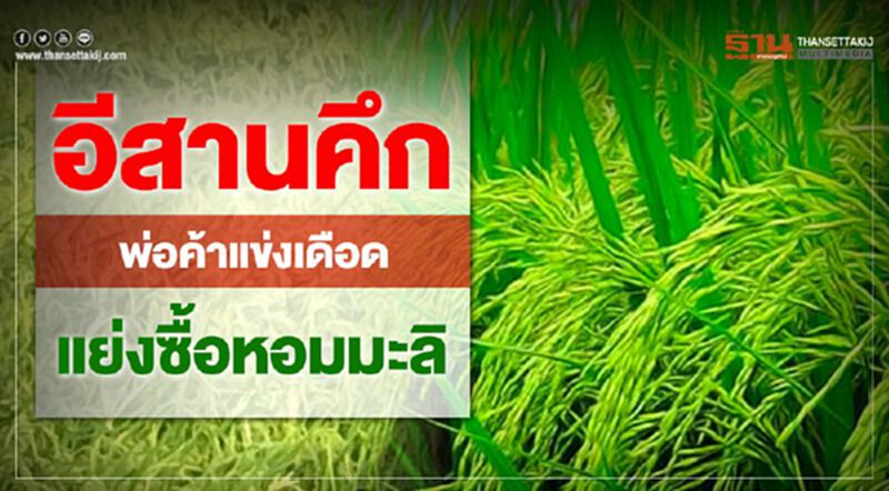 อีสานคึกพ่อค้าแข่งเดือดแย่งซื้อข้าวหอมมะลิ อีสานคึกพ่อค้าแข่งเดือดแย่งซื้อข้าวหอมมะลิ