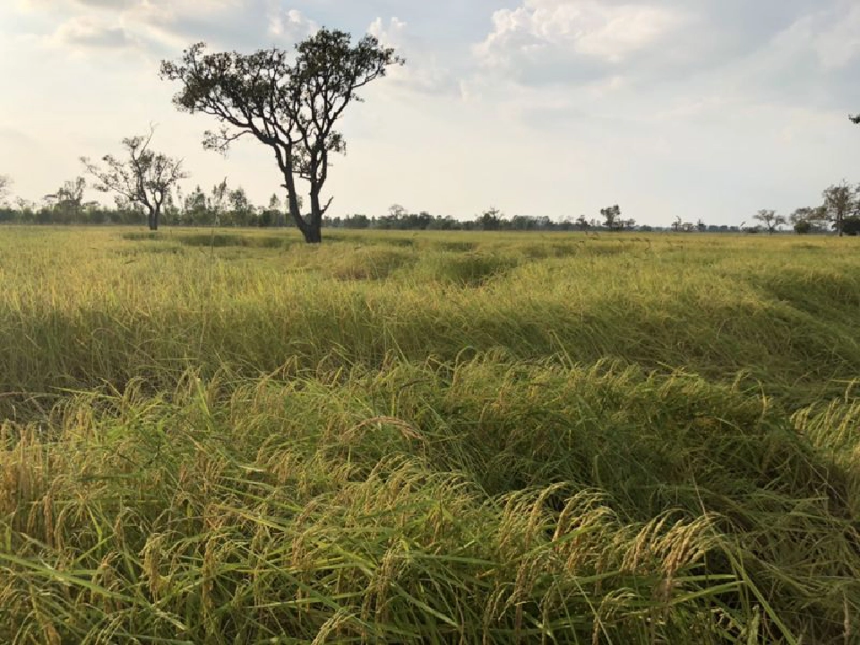 อีสานคึกพ่อค้าแข่งเดือดแย่งซื้อข้าวหอมมะลิ