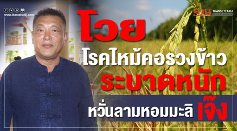 โวยโรคไหม้คอรวงข้าวระบาดหนักหวั่นลามหอมมะลิเจ๊ง โวยโรคไหม้คอรวงข้าวระบาดหนักหวั่นลามหอมมะลิเจ๊ง