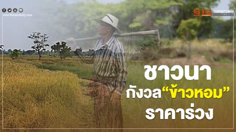 ชาวนากังวลข้าวหอมราคาร่วง เสนอรัฐจำนำยุ้งฉางคู่ประกันรายได้ ชาวนากังวลข้าวหอมราคาร่วง เสนอรัฐจำนำยุ้งฉางคู่ประกันรายได้