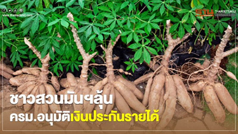 ชาวสวนมันฯลุ้น ครม.อนุมัติเงินประกันรายได้ ชาวสวนมันฯลุ้น ครม.อนุมัติเงินประกันรายได้