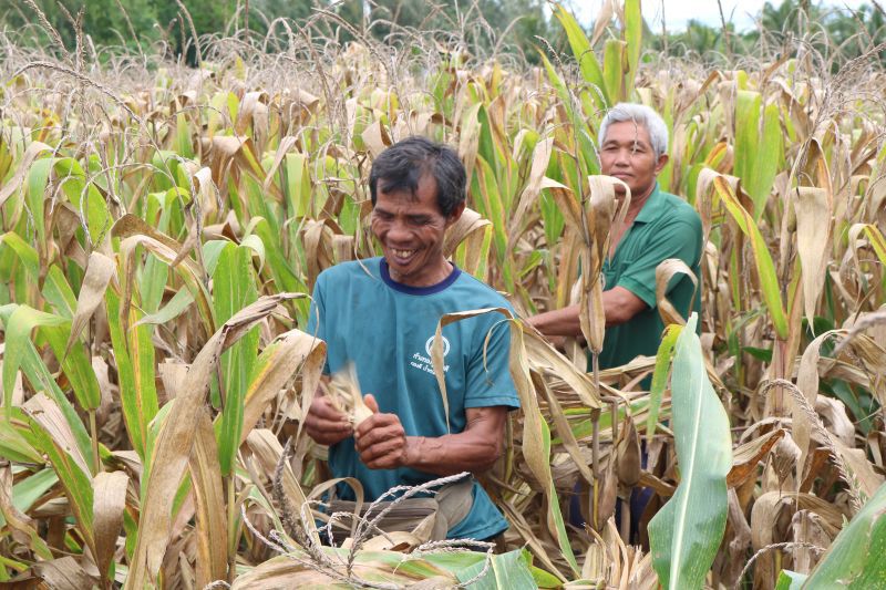 สศก. เผยจีดีพีเกษตรไตรมาส 3 ขยายตัว 1.1%