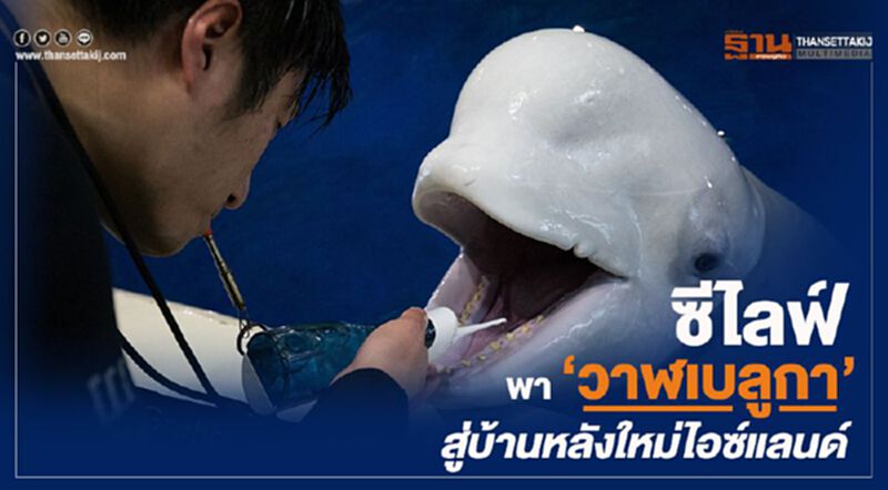 ซีไลฟ์ พา 'วาฬเบลูกา’ สู่บ้านหลังใหม่ไอซ์แลนด์ ซีไลฟ์ พา 'วาฬเบลูกา’ สู่บ้านหลังใหม่ไอซ์แลนด์