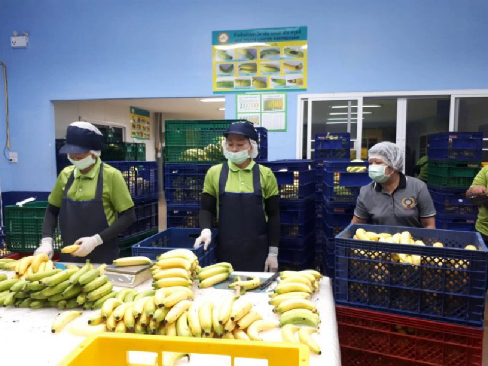 เอ็น แอนด์ เอ็นฯยึด7-11  ชูเป้ารายได้กล้วยหอมทอง 200ล้าน