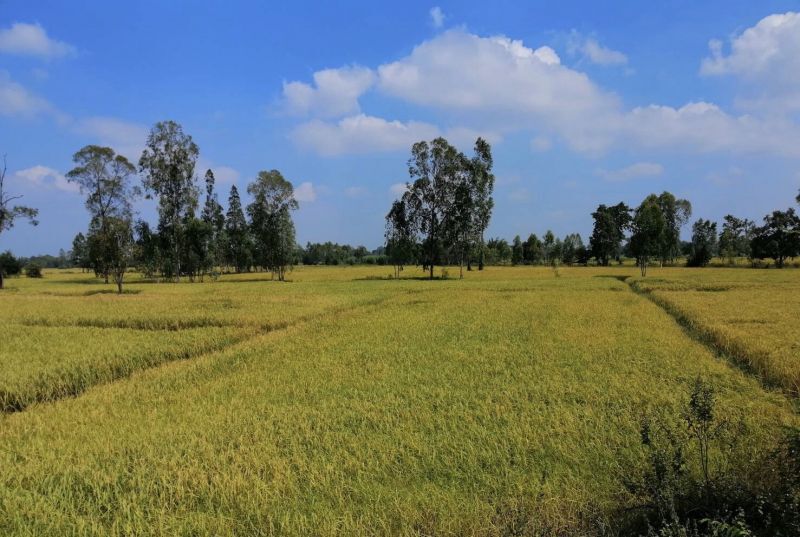 มั่นใจ’ รัฐ’ ดันจำนำยุ้งฉางสกัดหอมมะลิล้นทะลัก