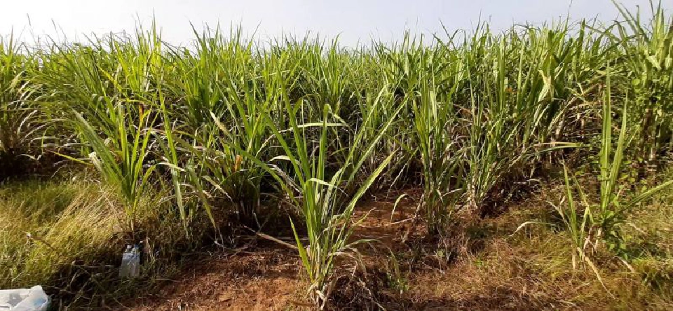 ‘สารชีวภัณฑ์’ ผลประโยชน์ทับซ้อนโยงนักการเมือง จริงหรือไม่