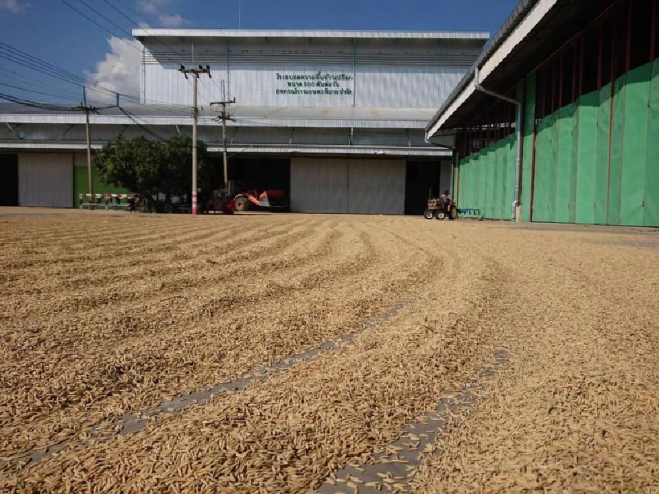 สั่งสหกรณ์ปูพรมเปิดจุดรับซื้อข้าวเปลือกจากชาวนา